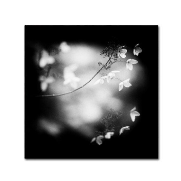 Geoffrey Ansel Agrons 'Winter Flowers' Canvas Art, 35x35, Trademark Fine Art, Mfr#: ALI16743-C3535GG